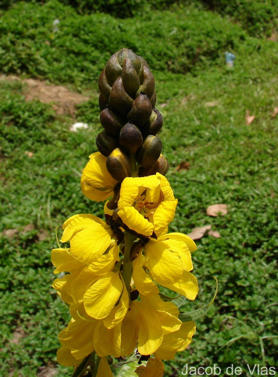 Senna didymobotrya (Fresen.) H.S.Irwin & Barneby